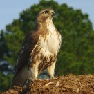 The Young Red-tailed Hawk